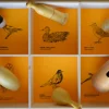 Caja de 6 cantos de pájaros - American Birds - Quelle est Belle Company