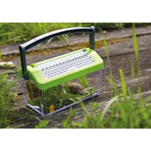 Caja de insectos - Haba