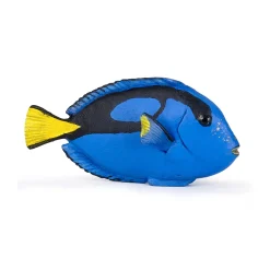 Cirujano de peces - Papo