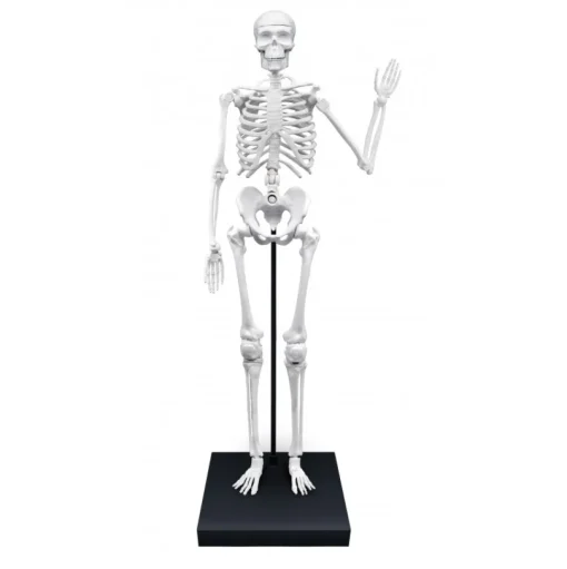 Esqueleto gigante 85cm - Buki France