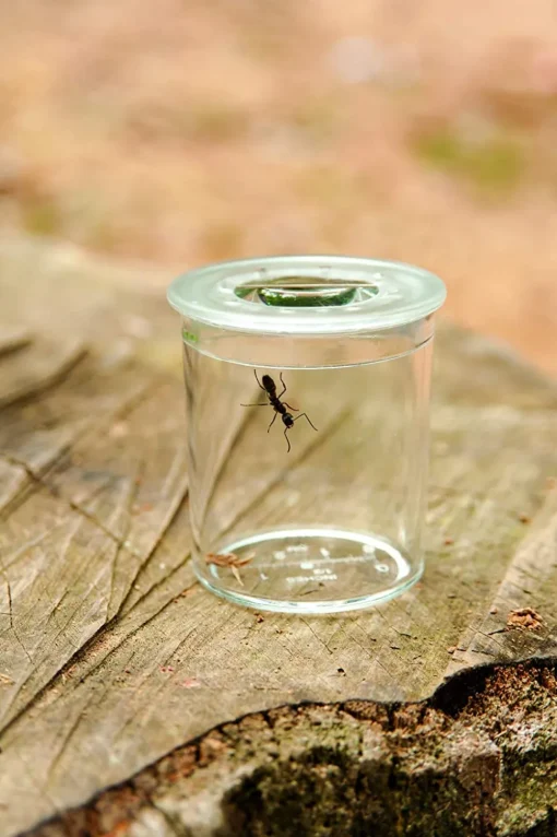 Explorador de insectos - Buki France