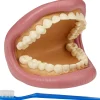 Kit de demostración dental gigante - TickiT