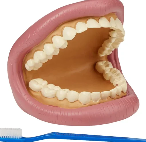 Kit de demostración dental gigante - TickiT