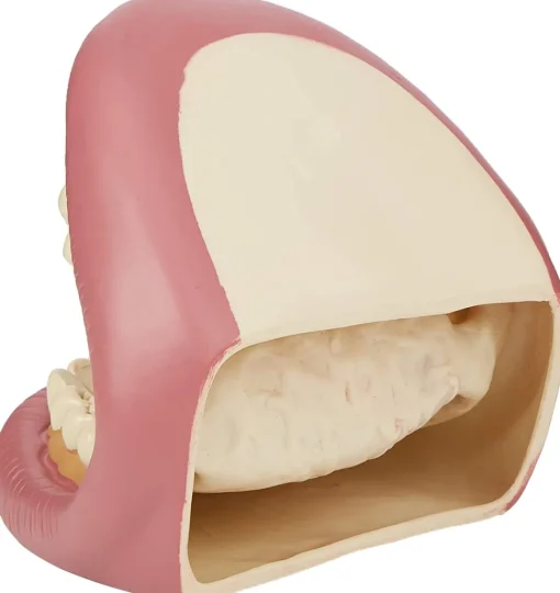 Kit de demostración dental gigante - TickiT