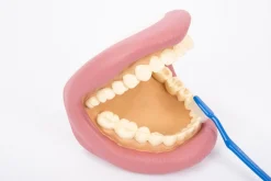 Kit de demostración dental gigante - TickiT