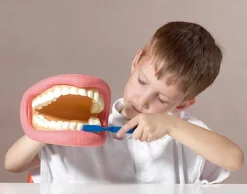 Kit de demostración dental gigante - TickiT