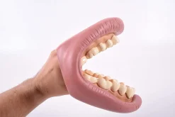 Kit de demostración dental gigante - TickiT