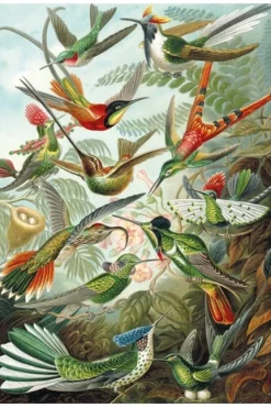 Los colibríes HAECKEL - Puzzle Michèle Wilson