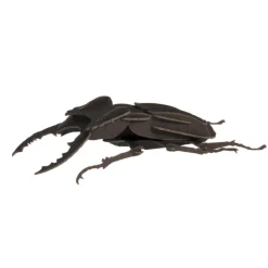 Modelo 3D de papel Escarabajo ciervo - Fridolin