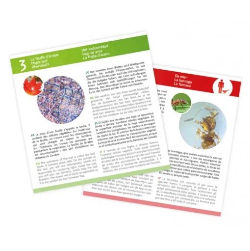 Portaobjetos de microscopio - Buki France