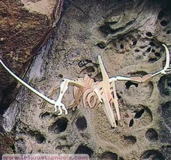 Pteranodonte - Bones & More