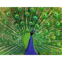 Puzzle Pavo real 500 pzs - Ravensburger