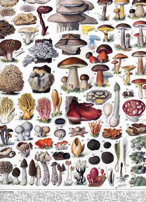 Setas de Millot - Puzzle Michèle Wilson